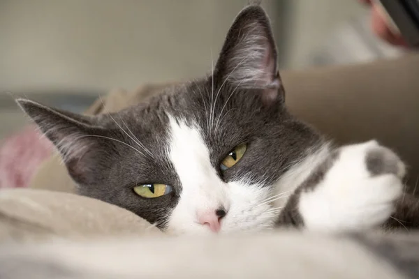 Graue Und Weiße Smoking Katze Kuschelig Schlafend Decken — Stockfoto
