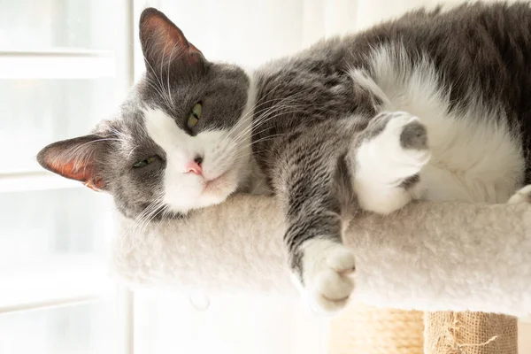 Gri Portre Kedi Kedi Kedi Kedi Şirin Tapılası Hayvan Hayvan — Stok fotoğraf