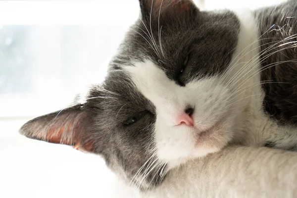 Grau Porträt Katze Miezekatze Niedlich Bezaubernd Tier Haustier Weiß Häuslich — Stockfoto