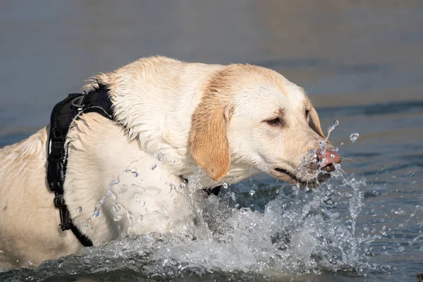 Yellow Labrador retriever dog jumping in the water