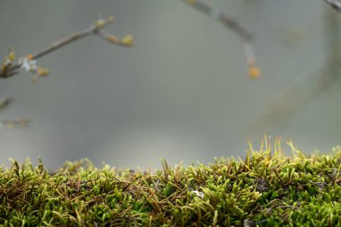 Ağaçta yemyeşil yosun yetişiyor.