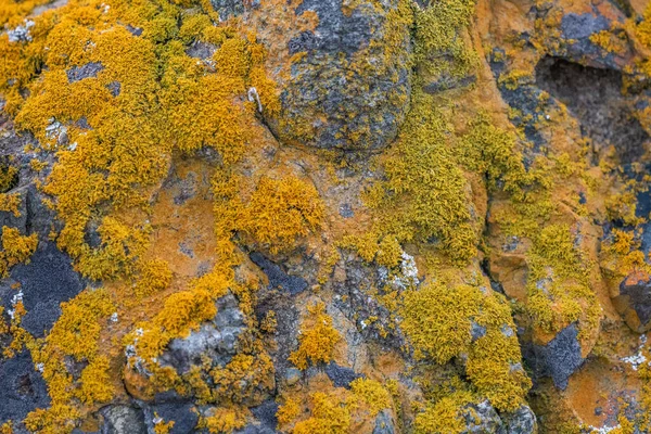 Orange Lichen Dark Boulder — Stock Photo, Image