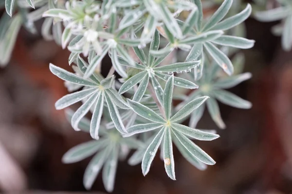 Lupinus arboreus sarı kıyı çalıları çiğ ile kaplı.