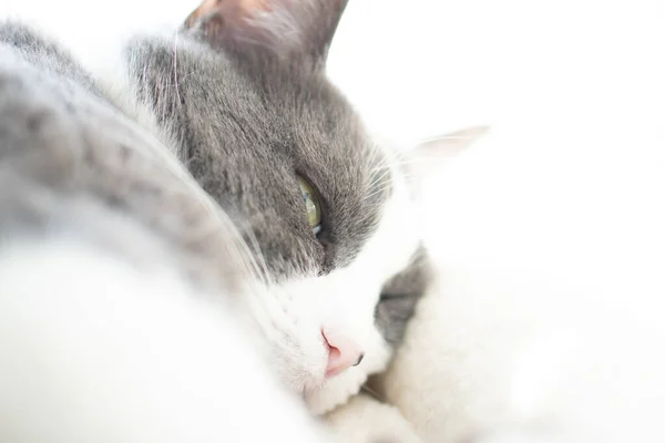 Γκρι Και Άσπρο Σπίτι Γάτα Κοιμάται Στον Ήλιο — Φωτογραφία Αρχείου