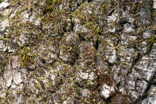 オークの木の樹皮に成長する緑の苔 — ストック写真