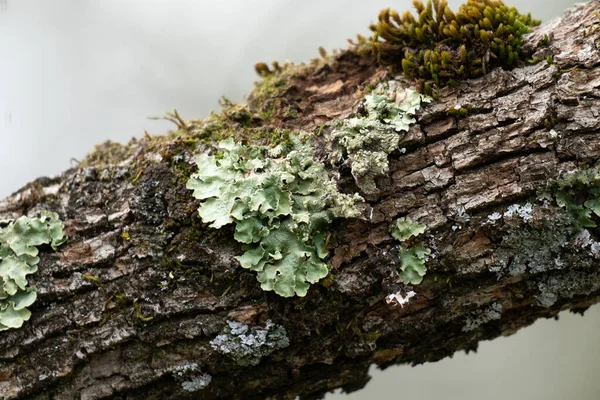 Lichen Vert Mousse Poussant Sur Écorce Chêne — Photo