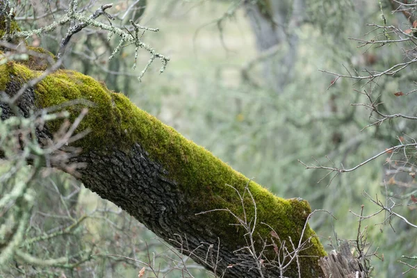 Grön Mossa Som Växer Barken Från — Stockfoto