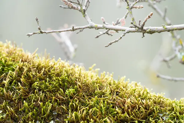 Frodig Grön Mossa Växer Träd — Stockfoto