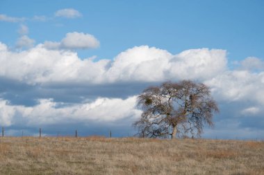 Kaliforniya 'nın eteklerinde büyük yapraksız meşe ağacı