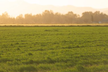 Taze filizlenen buğday mahsulü üzerinde gün doğumu