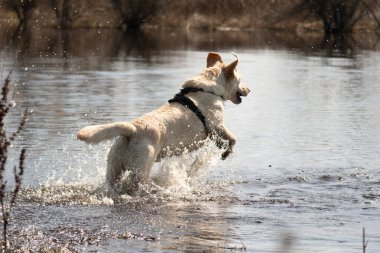 Sarı Labrador av köpeği suya atlıyor.