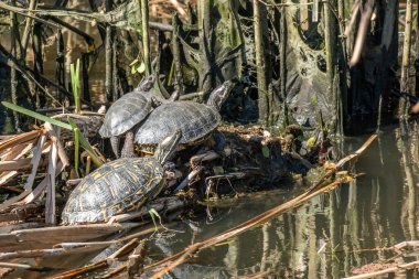 three Slider red eared pond turtles resting on a log