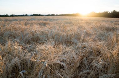 Bulanık tarım arazisinin arka planında yeşil yapraklı ve güneş ışınlı altın çavdar.