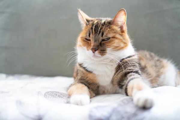 Tabby Katze Schläfrig Auf Dem Sofa Porträt — Stockfoto
