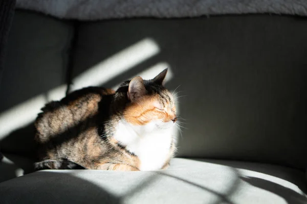Tabby Cat Sleepy Couch Portrait — Stock Photo, Image