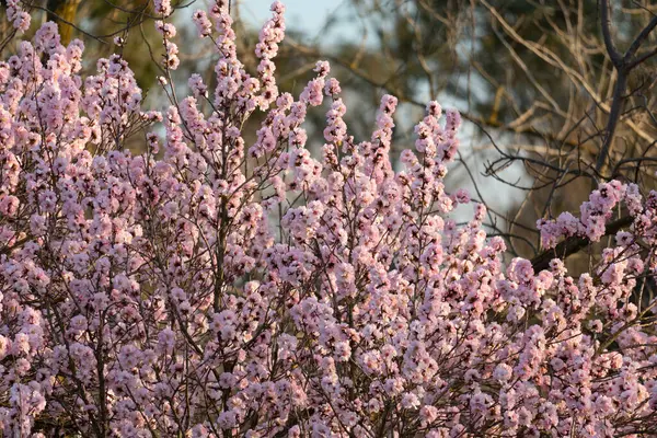 stock image vibrant pink almond tree flower bloom