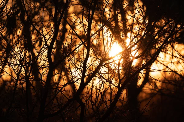 Cálida Puesta Sol Través Las Ramas Árboles Sin Hojas —  Fotos de Stock