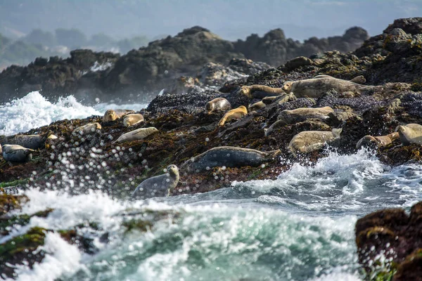 Seehunde Sonnen Sich Bei Stürmischer See Auf Den Felsen — Stockfoto