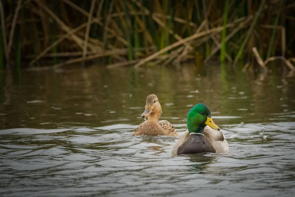Mallard Ducks Κολυμπάει Στη Βροχή — Φωτογραφία Αρχείου