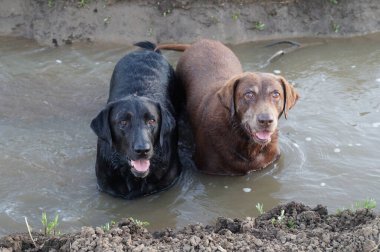 Suda gülümseyen iki labrador köpeği