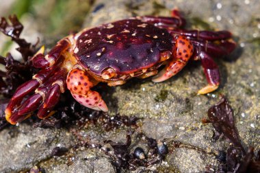 Küçük, mor, yengeç, kaya, ekosistem