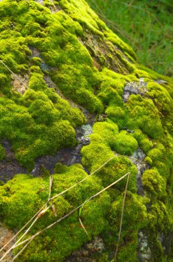 Ormandaki yemyeşil yosunlarla kaplı büyük kayalık.