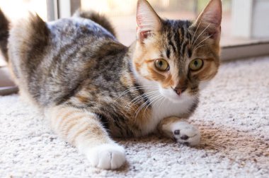 Kaplumbağa kabuklu kedi tekir