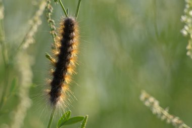 Güneş ışığında yeşil dal üzerinde büyük tüylü tırtılın yakın çekimi.