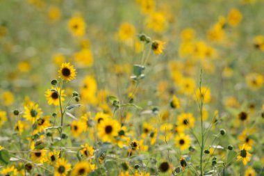 Bir kır ayçiçeği tarlası