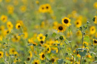 Vahşi sarı ayçiçekleri güneş ışığında büyüyen tarlanın manzarası