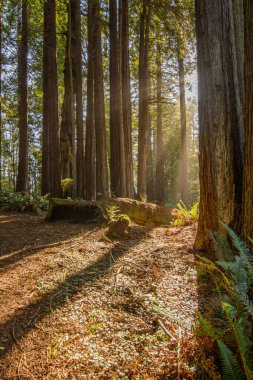 Yumuşak zeminde, parlak güneş ışığıyla aydınlatılan iğnelerle uzun ve yeşil ağaçların görüntüsü