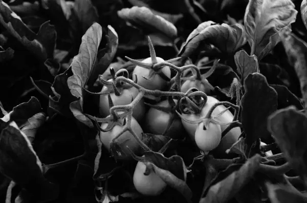 Pomidory Winorośli — Zdjęcie stockowe