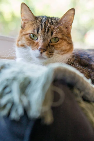 Tabby Cat Laying Blankets Window Portrait — Stock fotografie
