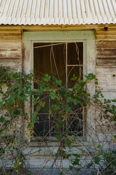 Stary Opuszczony Dom Okna Winorośl Zarośnięta — Zdjęcie stockowe