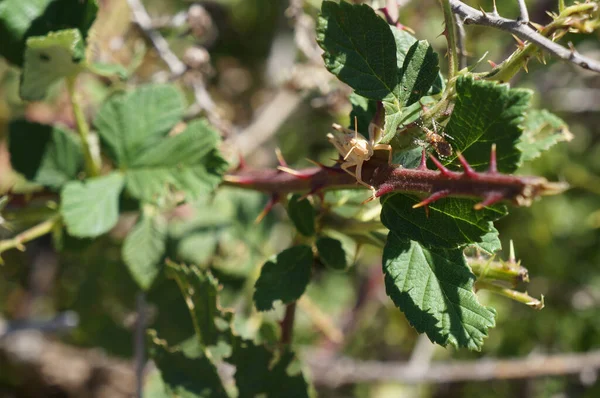 stock image grasshopper hiding in thorns