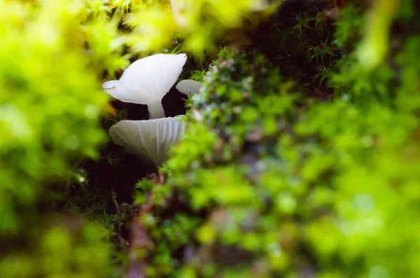 Vista Perto Cogumelos Brancos Não Comestíveis Que Crescem Raízes Árvores — Fotografia de Stock