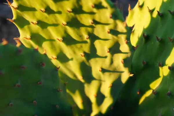 stock image Sun light on cactus close up