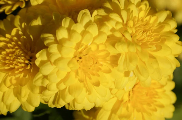 Sluiten Van Heldere Gele Bloemen — Stockfoto