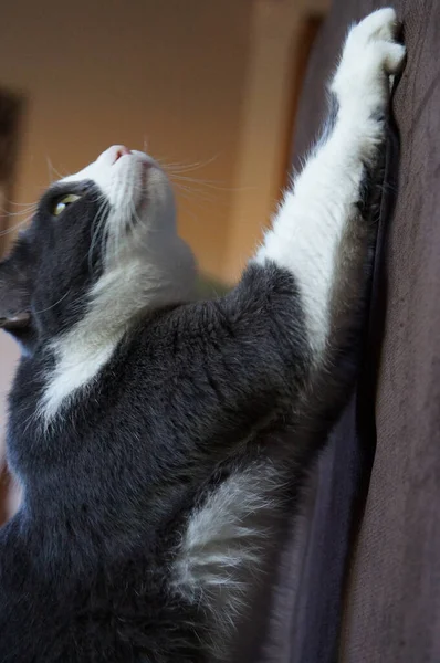 Μια Κακιά Γάτα Γρατζουνάει Έπιπλα Του Καναπέ — Φωτογραφία Αρχείου
