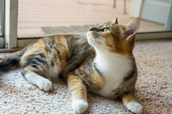 Триколірний Кіт Черепашки Дивиться Вікно — стокове фото