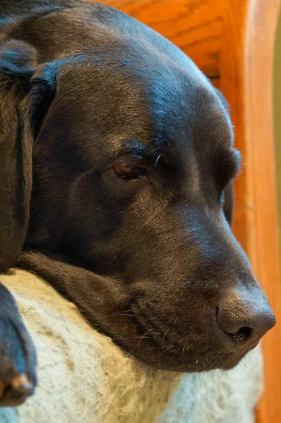 Black Cute Soft Pet Dog Labrador Sleep Sad Retriever Sleepy — Stock Photo, Image