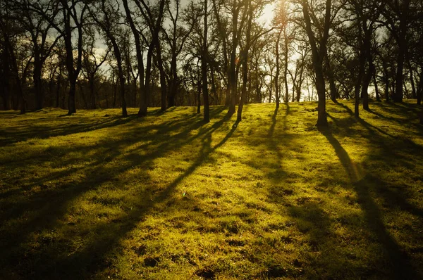 Aurinko Puhaltaa Tammimetsän Läpi — kuvapankkivalokuva