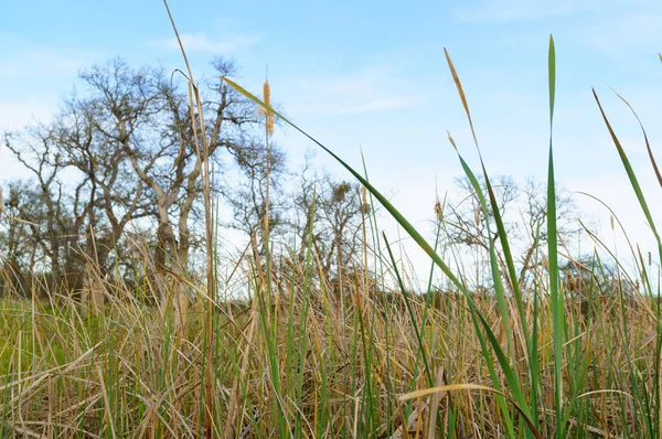 青空を背景に枯れた草や裸の木の草原 — ストック写真