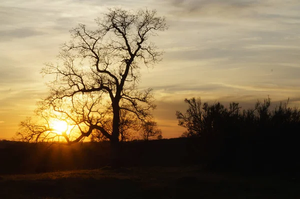 Laubloser Hoher Baum Der Bei Sonnenuntergang Vor Grauem Himmel Getrennt — Stockfoto