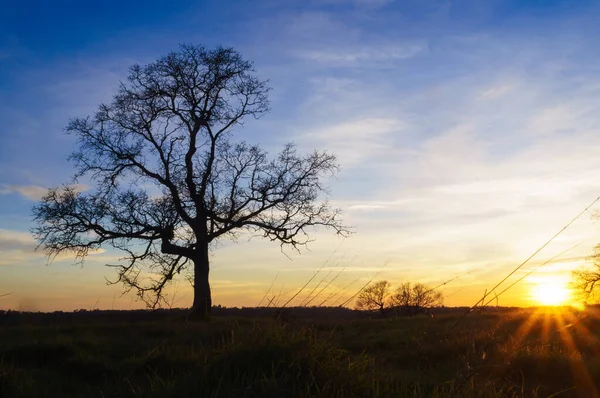 Dramatischer Blauer Sonnenuntergang Mit Eichensilhouette — Stockfoto
