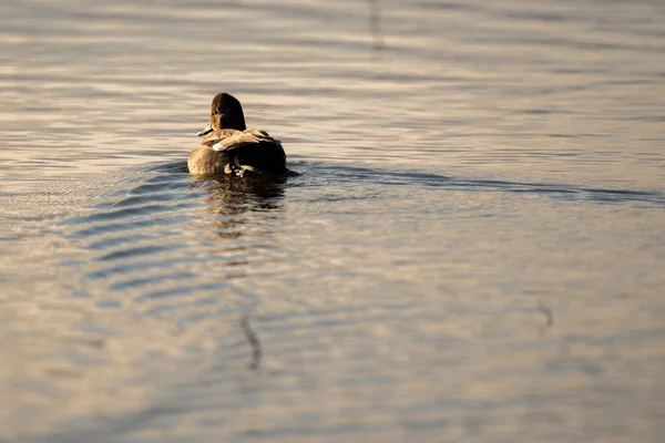Eine Ente Die Morgens Bei Sonnenaufgang Ins Erste Licht Schwimmt — Stockfoto