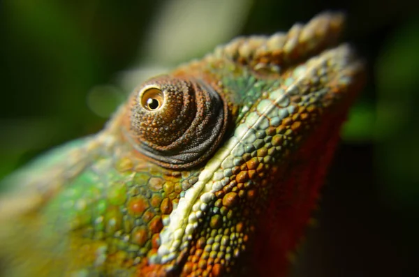 Хамелеон Рептилия Ящерица Глаз — стоковое фото