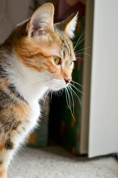 Триколірний Кіт Черепашки Дивиться Вікно — стокове фото