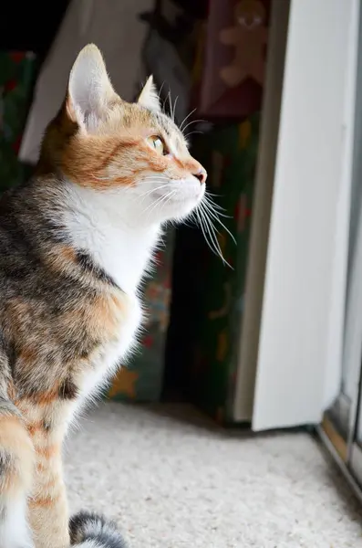 Kočka Dívá Okna — Stock fotografie