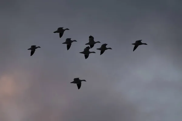 Desde Abajo Plano Silueta Negra Aves Volando Bandada Contra Cielo — Foto de Stock